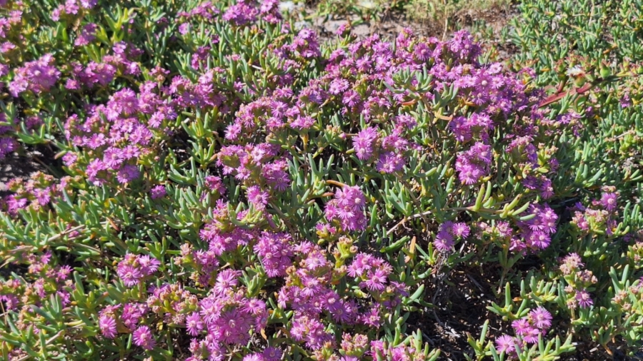 0 Bedroom Property for Sale in Atlantic Sands Private Estate Western Cape